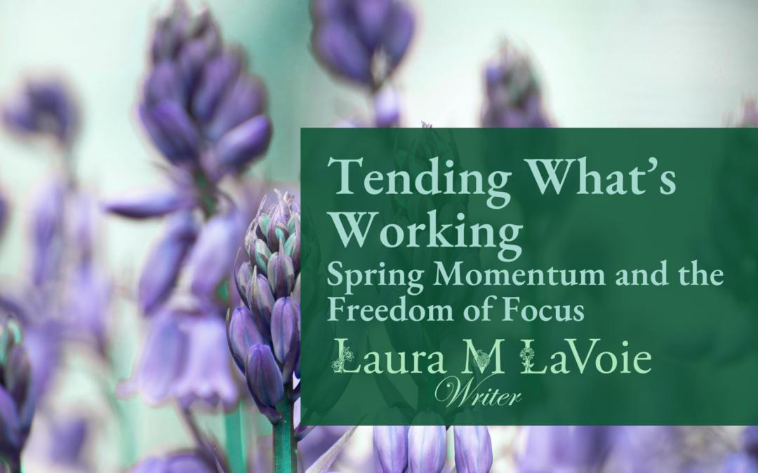 Tending What’s Working: Spring Momentum and the Freedom of Focus