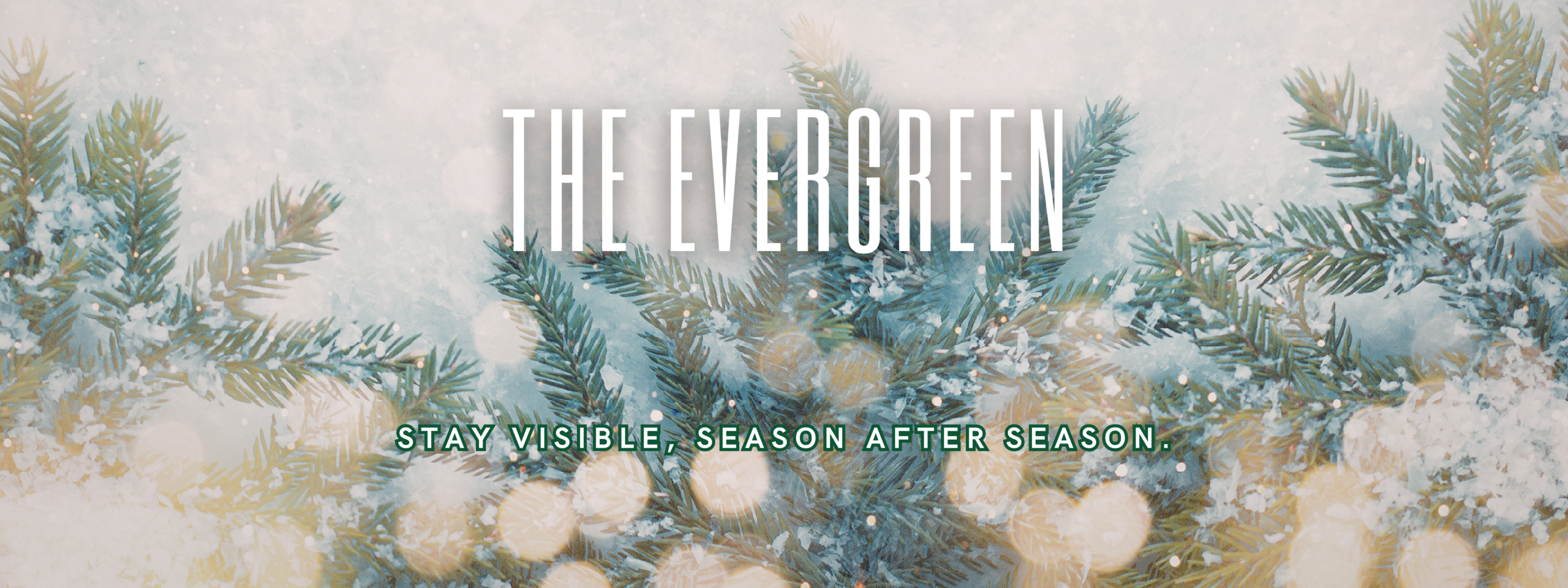 evergreen branches in the snow.